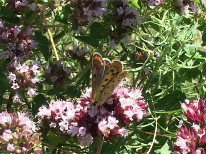 Brauner Feuerfalter ( Lycaena tityrus ),Weibchen : Kaiserstuhl, 18.07.2006